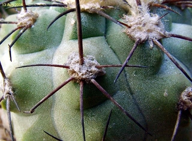 Copiapoa_montana 'olivana' L816 _03